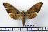  ( - BC-Mel1278)  @14 [ ] Copyright (2010) Unspecified Research Collection of Tomas Melichar
