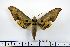  ( - BC-Mel1291)  @11 [ ] Copyright (2010) Unspecified Research Collection of Tomas Melichar