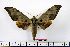  ( - BC-Mel1294)  @14 [ ] Copyright (2010) Unspecified Research Collection of Tomas Melichar