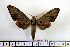  ( - BC-Mel1316)  @14 [ ] Copyright (2010) Unspecified Research Collection of Tomas Melichar