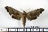  ( - BC-Mel1383)  @14 [ ] Copyright (2010) Unspecified Research Collection of Tomas Melichar