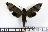  ( - BC-Mel1413)  @12 [ ] Copyright (2010) Unspecified Research Collection of Tomas Melichar