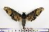  ( - BC-Mel1434)  @13 [ ] Copyright (2010) Unspecified Research Collection of Tomas Melichar