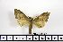  ( - BC-Mel1446)  @13 [ ] Copyright (2010) Unspecified Research Collection of Tomas Melichar