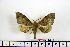  ( - BC-Mel1448)  @13 [ ] Copyright (2010) Unspecified Research Collection of Tomas Melichar