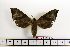  ( - BC-Mel1449)  @13 [ ] Copyright (2010) Unspecified Research Collection of Tomas Melichar