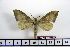  ( - BC-Mel1451)  @14 [ ] Copyright (2010) Unspecified Research Collection of Tomas Melichar