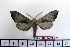  ( - BC-Mel1459)  @13 [ ] Copyright (2010) Unspecified Research Collection of Tomas Melichar