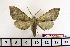  ( - BC-Mel1460)  @13 [ ] Copyright (2010) Unspecified Research Collection of Tomas Melichar