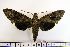  ( - BC-Mel1474)  @14 [ ] Copyright (2010) Unspecified Research Collection of Tomas Melichar