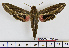  ( - BC-Mel1555)  @14 [ ] Copyright (2010) Tomas Melichar Research Collection of Tomas Melichar