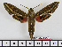  ( - BC-Mel1556)  @14 [ ] Copyright (2010) Tomas Melichar Research Collection of Tomas Melichar