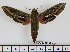 ( - BC-Mel1559)  @14 [ ] Copyright (2010) Tomas Melichar Research Collection of Tomas Melichar