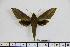  ( - BC-Mel1563)  @13 [ ] Copyright (2010) Tomas Melichar Research Collection of Tomas Melichar