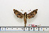  (Eupanacra brunnea - BC-Mel1580)  @12 [ ] Copyright (2010) Tomas Melichar Research Collection of Tomas Melichar
