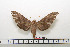  ( - BC-Mel1582)  @14 [ ] Copyright (2010) Tomas Melichar Research Collection of Tomas Melichar