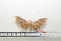  ( - BC-Mel1588)  @11 [ ] Copyright (2010) Tomas Melichar Research Collection of Tomas Melichar