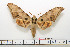  ( - BC-Mel1589)  @14 [ ] Copyright (2010) Tomas Melichar Research Collection of Tomas Melichar