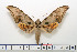  ( - BC-Mel1590)  @14 [ ] Copyright (2010) Tomas Melichar Research Collection of Tomas Melichar