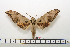  ( - BC-Mel1591)  @13 [ ] Copyright (2010) Tomas Melichar Research Collection of Tomas Melichar