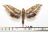  ( - BC-Mel1606)  @13 [ ] Copyright (2010) Tomas Melichar Research Collection of Tomas Melichar