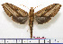  ( - BC-Mel1608)  @14 [ ] Copyright (2010) Tomas Melichar Research Collection of Tomas Melichar