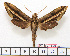  ( - BC-Mel1609)  @12 [ ] Copyright (2010) Tomas Melichar Research Collection of Tomas Melichar