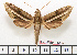  ( - BC-Mel1610)  @13 [ ] Copyright (2010) Tomas Melichar Research Collection of Tomas Melichar