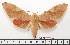  (Clanis mahadeva - BC-Mel1612)  @11 [ ] Copyright (2010) Tomas Melichar Research Collection of Tomas Melichar