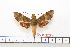  (Angonyx williami - BC-Mel1623)  @11 [ ] Copyright (2010) Tomas Melichar Research Collection of Tomas Melichar
