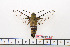  ( - BC-Mel1626)  @11 [ ] Copyright (2010) Tomas Melichar Research Collection of Tomas Melichar