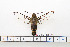  ( - BC-Mel1627)  @11 [ ] Copyright (2010) Tomas Melichar Research Collection of Tomas Melichar