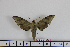  ( - BC-Mel1647)  @13 [ ] Copyright (2010) Tomas Melichar Research Collection of Tomas Melichar