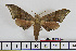 (Neopolyptychus consimilis - BC-Mel1649)  @14 [ ] Copyright (2010) Tomas Melichar Research Collection of Tomas Melichar