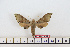  ( - BC-Mel1652)  @13 [ ] Copyright (2010) Tomas Melichar Research Collection of Tomas Melichar