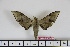  ( - BC-Mel1654)  @13 [ ] Copyright (2010) Tomas Melichar Research Collection of Tomas Melichar
