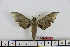  ( - BC-Mel1655)  @13 [ ] Copyright (2010) Tomas Melichar Research Collection of Tomas Melichar