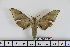  ( - BC-Mel1656)  @13 [ ] Copyright (2010) Tomas Melichar Research Collection of Tomas Melichar