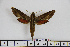  ( - BC-Mel1661)  @13 [ ] Copyright (2010) Tomas Melichar Research Collection of Tomas Melichar