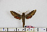  ( - BC-Mel1665)  @12 [ ] Copyright (2010) Tomas Melichar Research Collection of Tomas Melichar