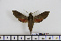  ( - BC-Mel1670)  @13 [ ] Copyright (2010) Tomas Melichar Research Collection of Tomas Melichar