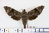  ( - BC-Mel1672)  @13 [ ] Copyright (2010) Tomas Melichar Research Collection of Tomas Melichar