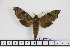  ( - BC-Mel1675)  @13 [ ] Copyright (2010) Tomas Melichar Research Collection of Tomas Melichar