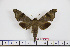  ( - BC-Mel1676)  @13 [ ] Copyright (2010) Tomas Melichar Research Collection of Tomas Melichar