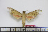  ( - BC-Mel1681)  @13 [ ] Copyright (2010) Tomas Melichar Research Collection of Tomas Melichar