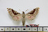  ( - BC-Mel1684)  @13 [ ] Copyright (2010) Tomas Melichar Research Collection of Tomas Melichar