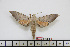  ( - BC-Mel1686)  @12 [ ] Copyright (2010) Tomas Melichar Research Collection of Tomas Melichar