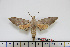  ( - BC-Mel1687)  @12 [ ] Copyright (2010) Tomas Melichar Research Collection of Tomas Melichar