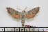  ( - BC-Mel1688)  @13 [ ] Copyright (2010) Tomas Melichar Research Collection of Tomas Melichar