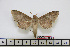  ( - BC-Mel1689)  @12 [ ] Copyright (2010) Tomas Melichar Research Collection of Tomas Melichar
